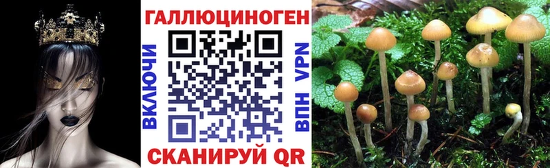закладки  Сурск  Псилоцибиновые грибы Cubensis 